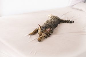 快眠しているイメージ